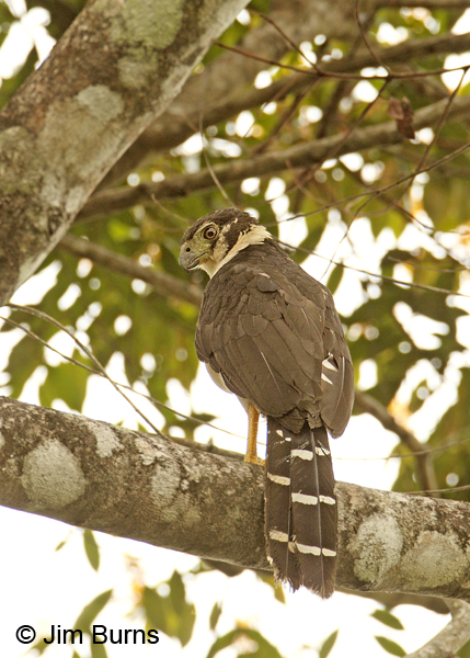 Collared Forest-Falcon dorsal view