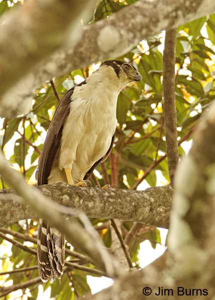 Collared Forest-Falcon ventral view