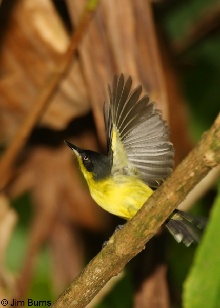 Common Tody-Flycatcher taking off