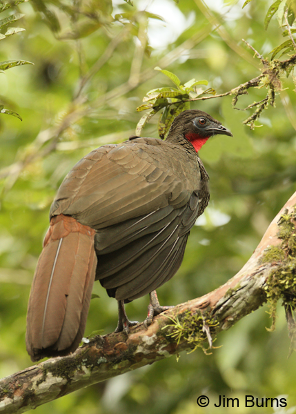 Crested Guan dorsal view