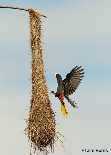 Crested Oropendola approaching nest