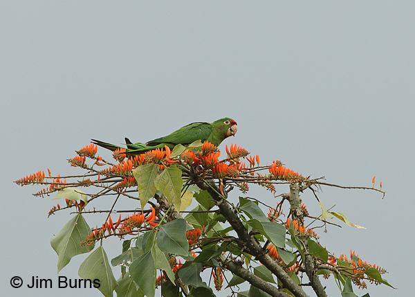 Crimson-fronted Parakeet in Erythrina tree