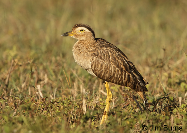Double-striped Thick-Knee