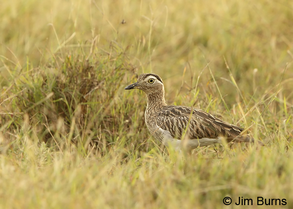 Double-striped Thick-Knee in field