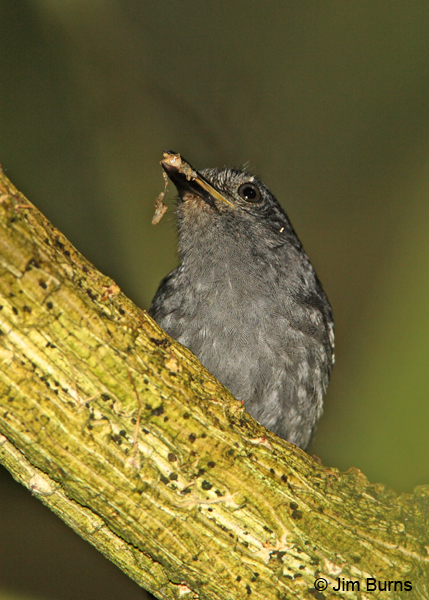 Dusky Antbird male with grub