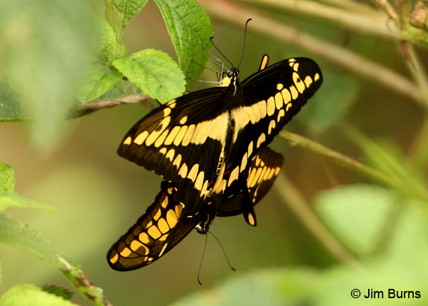 Giant Swallowtails mating