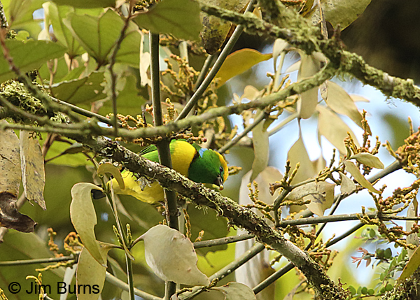 Golden-browed Chlorophonia male in canopy with fig