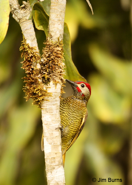 Golden-olive Woodpecker male