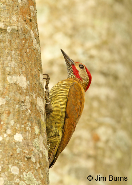 Golden-olive Woodpecker male on tree