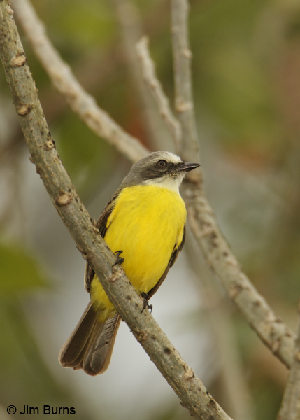 Gray-capped Flycatcher ventral view