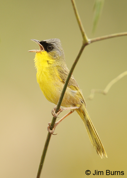 Gray-crowned Yellowthroat singing