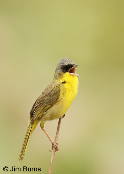 Gray-crowned Yellowthroat singing #2