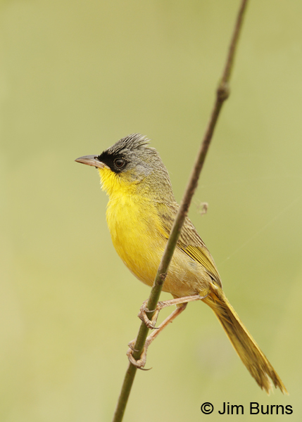 Gray-crowned Yellowthroat perched