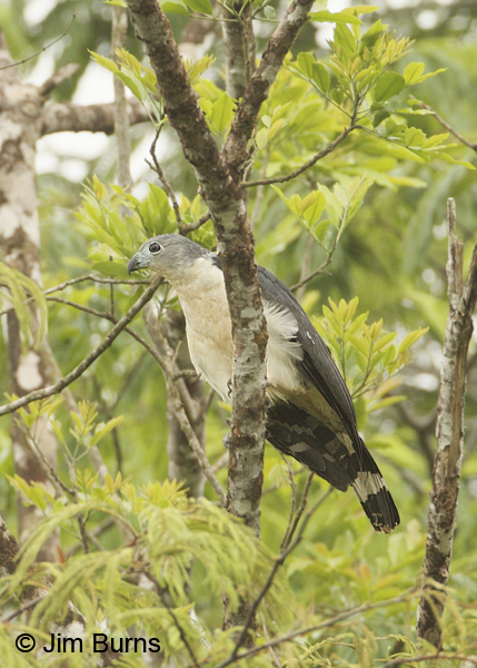 Gray-headed Kite on branch