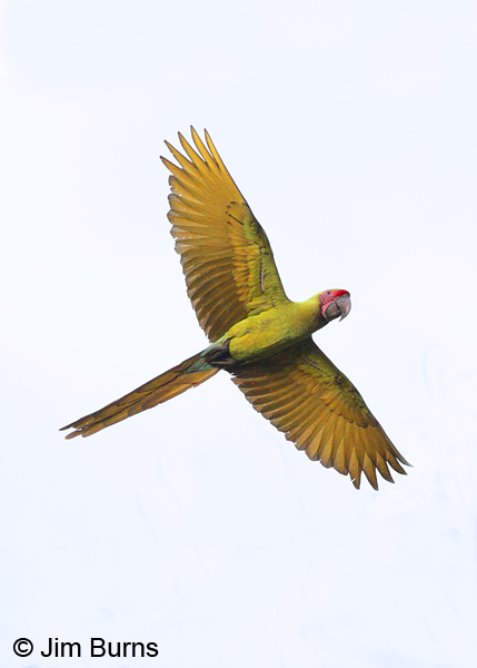 Great Green Macaw in flight dorsal view