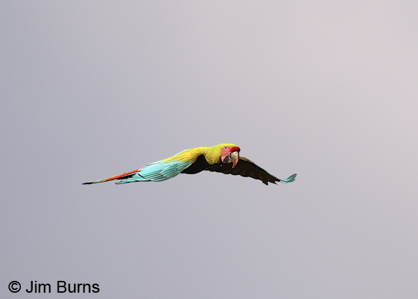 Great Green Macaw in flight