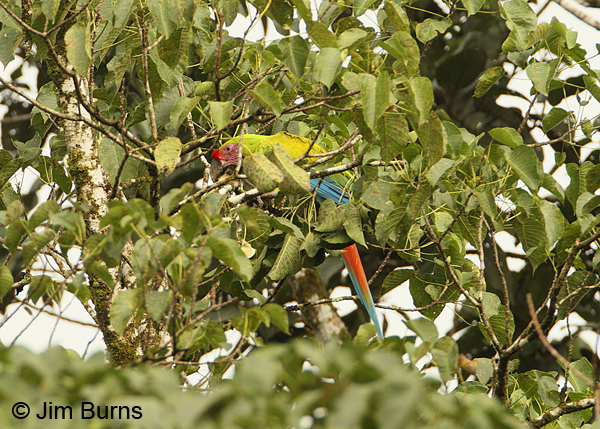 Great Green Macaw in tree