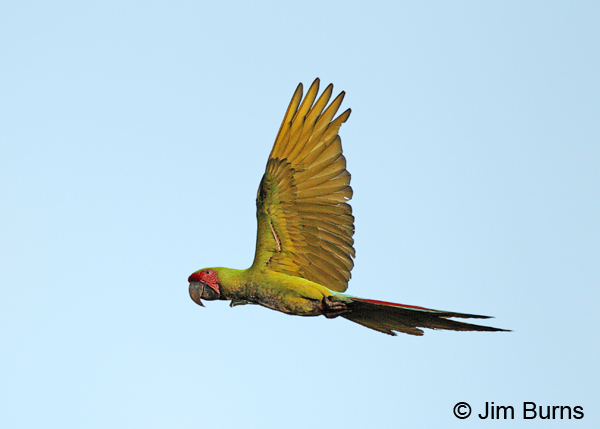 Great Green Macaw overhead #2