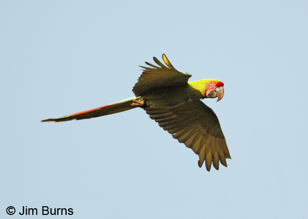 Great Green Macaw overhead #3