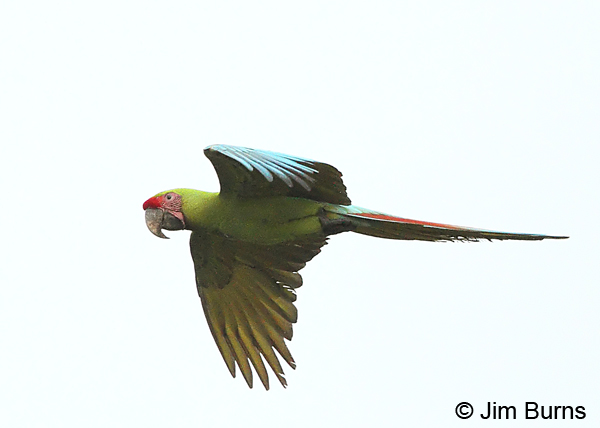 Great Green Macaw overhead
