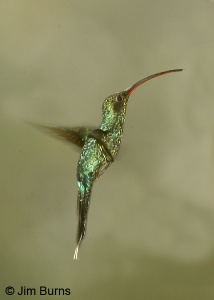 Green Hermit adult male