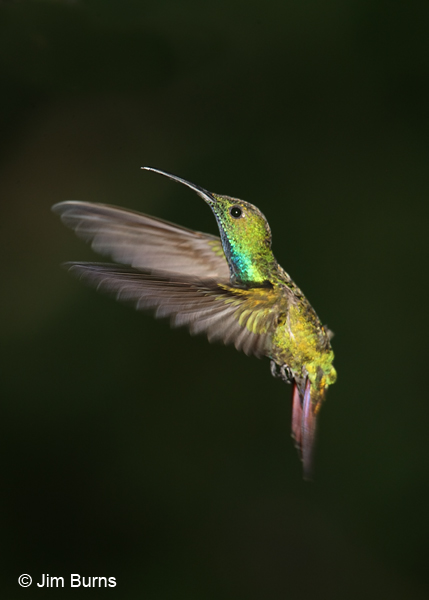 Green-breasted Mango male in flight