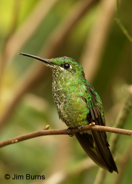 Green-crowned Brilliant female