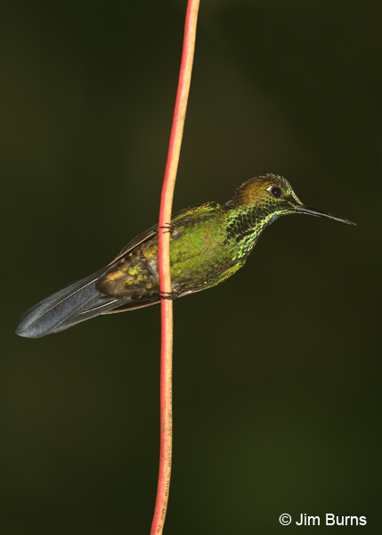 Green-crowned Brilliant male on vine