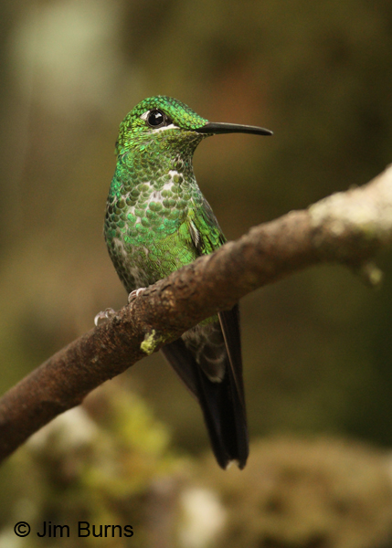 Green-crowned Brilliant female #2
