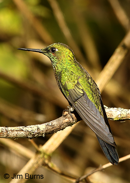 Green-crowned Brilliant female #3