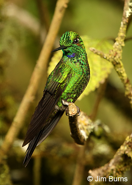 Green-crowned Brilliant male showing crown and gorget colors