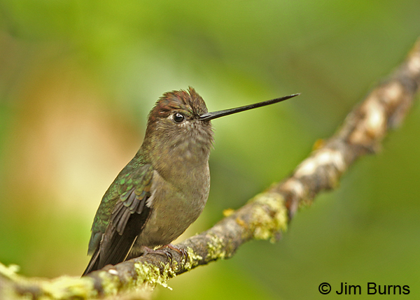 Green-fronted Lancebill male