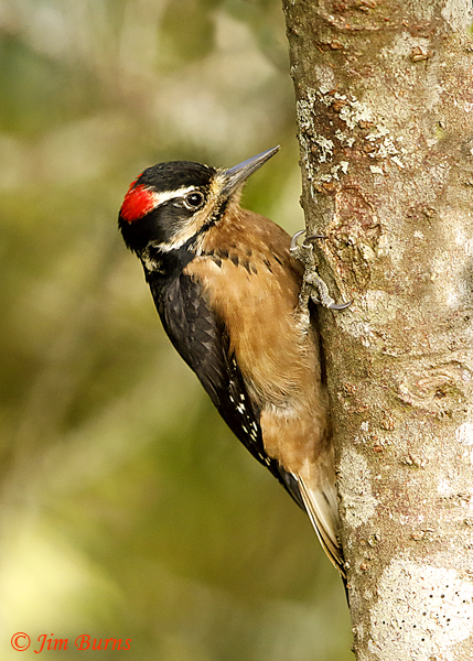 Hairy Woodpecker male--6336