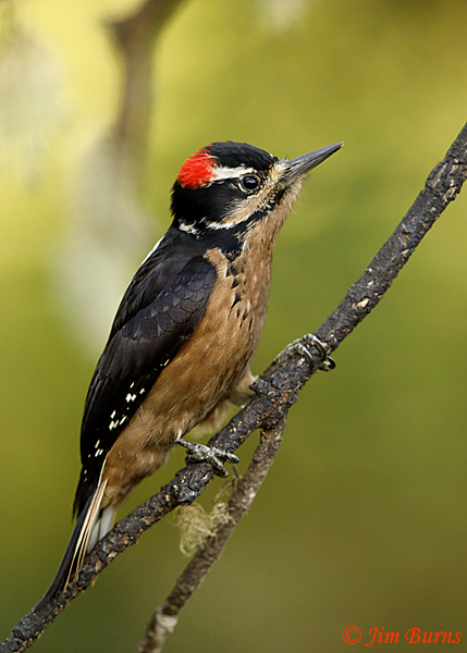 Hairy Woodpecker male #2--6348