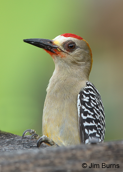 Hoffmann's Woodpecker male with Huevos de Caballo juice around bill