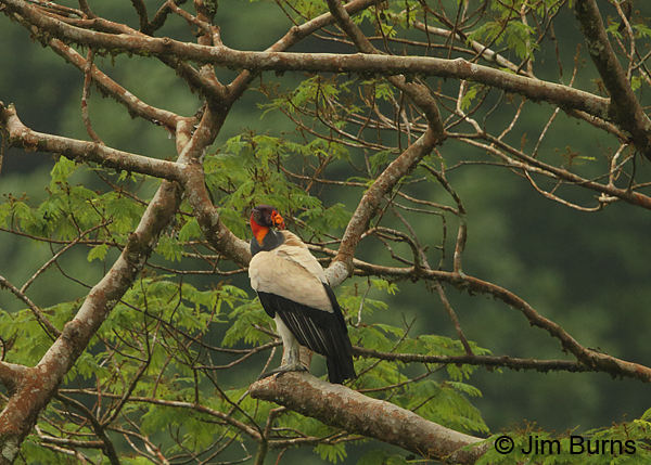 King Vulture missing right eye