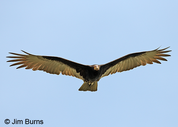 Lesser Yellow-headed Vulture overhead