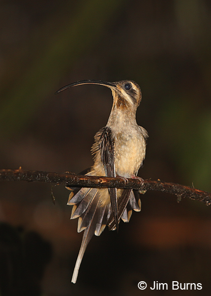 Long-billed Hermit ventral view