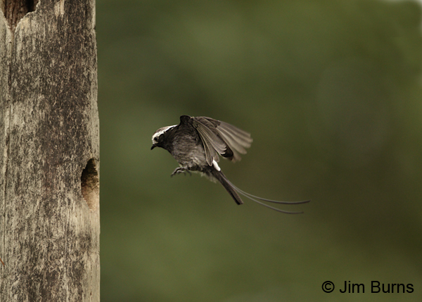 Long-tailed Tyrant female approaching nest