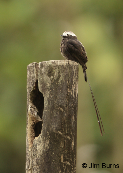 Long-tailed Tyrant at nest hole