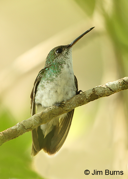 Mangrove Hummingbird female