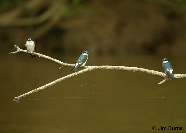 Mangrove Swallows