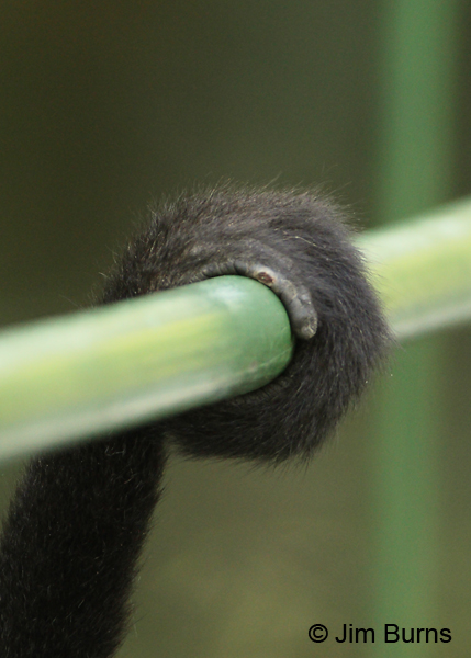 Mantled Howler Monkey, the thumb at the end of the prehensile tale