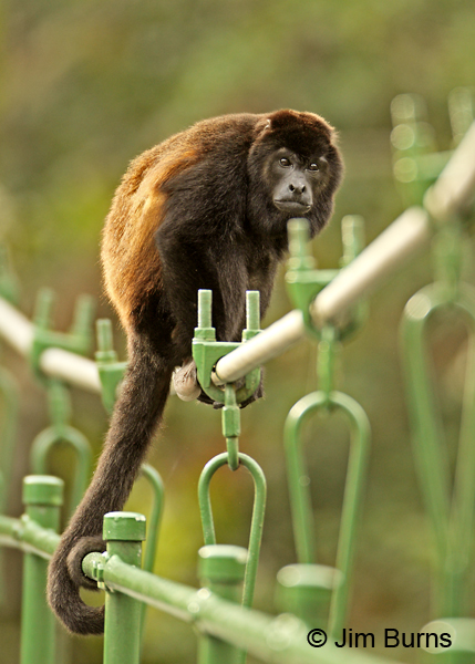 Mantled Howler Monkey adult on suspension bridge