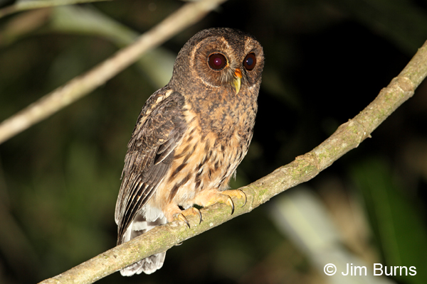 Mottled Owl horizontal