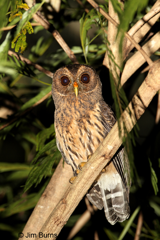 Costa Rica Mottled Owl vertical
