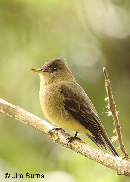 Ochraceous Pewee ventral view