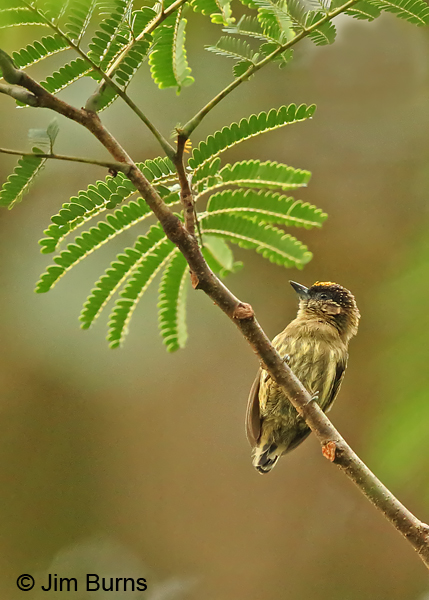 Olivaceous Piculet, the world's smallest woodpecker