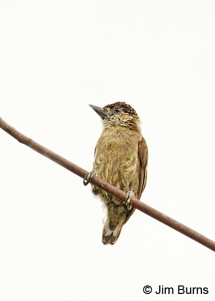 Olivaceous Piculet male on vine