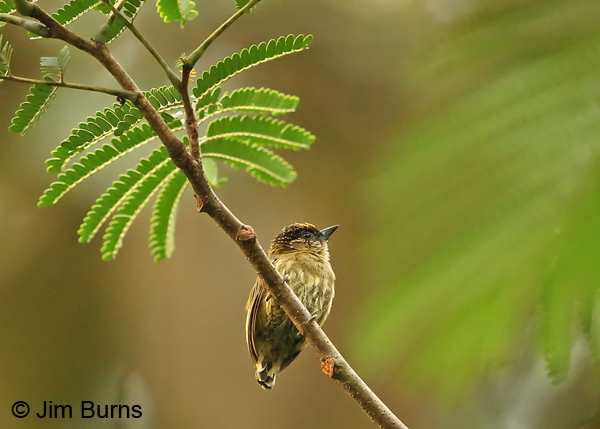 Olivaceous Piculet male